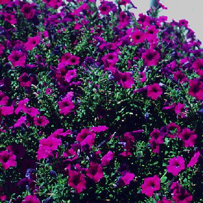Ivy Brambles Cashmere 4-Ply Yarn - 120 Petunias Ivy Brambles Cashmere 4-Ply Yarn - 120 Petunias