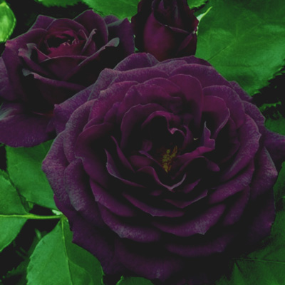 Ivy Brambles Pure Silk 20-2 821-131 Royal Purple Ivy Brambles Pure Silk 20-2 821-131 Royal Purple